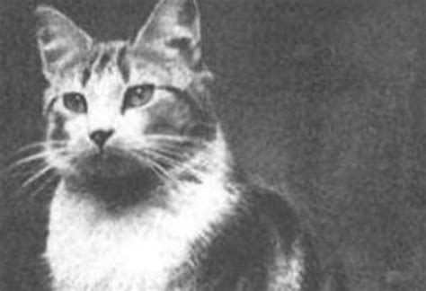 Unsinkable Sam’ And 6 Other Tales Of Cats In The Military Business
