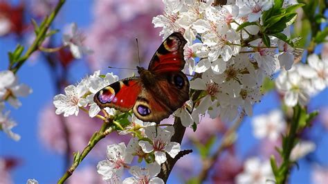 nog een teken dat de lente eraan komt de vlinders zijn wakker rtl nieuws
