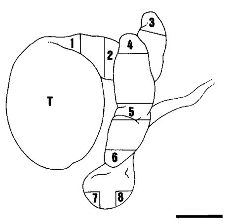 diagrammatic representation   ductuli efferentes  epididymidis  scientific