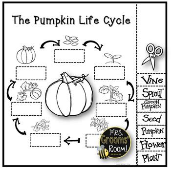 pumpkin life cycle   grooms room teachers pay teachers