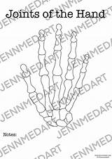 Coloring Anatomy Hand Jennifer Medical Contact Shop Joints sketch template