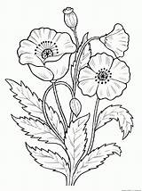 Fleur Gratuit Fleures Coloration sketch template