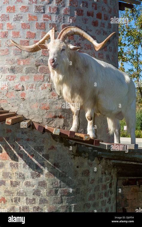 south africa  saanen goat  swiss breed   goat tower  fairview winery paarl area