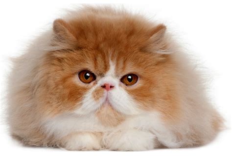 the persian cat cat breeds encyclopedia