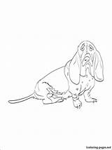 Basset Hound Coloring Dog Printable Getcolorings Breed Loves Those sketch template