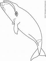 Balena Whale Bowhead Balene Disegno Malvorlage Animali Kategorien sketch template