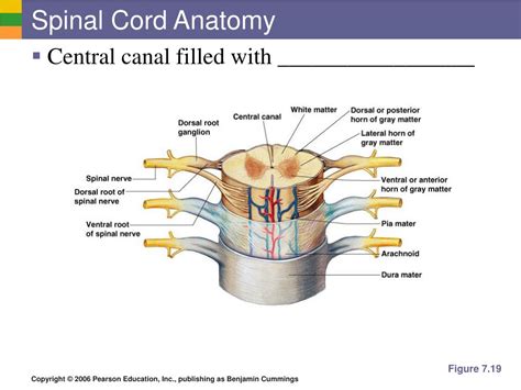 spinal cord powerpoint    id