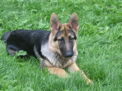 german shepherd for sale adoption from clonmel tipperary