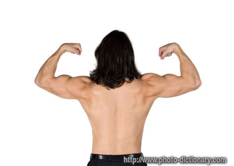 muscles photopicture definition  photo dictionary muscles word  phrase defined