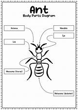 Parts Insect Diagram Body Ants Kids Insects Bug Worksheets Worksheeto Via Coloring sketch template