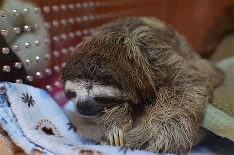 where to see sloths in costa rica the sloth sanctuary costa rica wildlife tripper