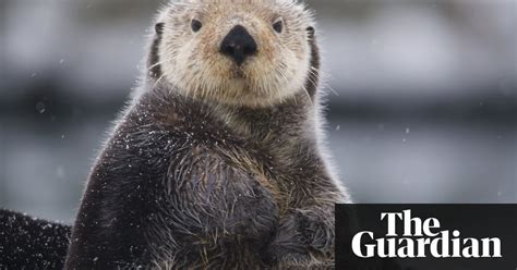 rare sea otter sighting offers sign of a resurgence