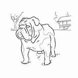 Bulldog Coloring Pages English Doberman Dog Pinscher Drawing Bulldogs American Getcolorings Games Puppy Getdrawings Colouring Adults sketch template