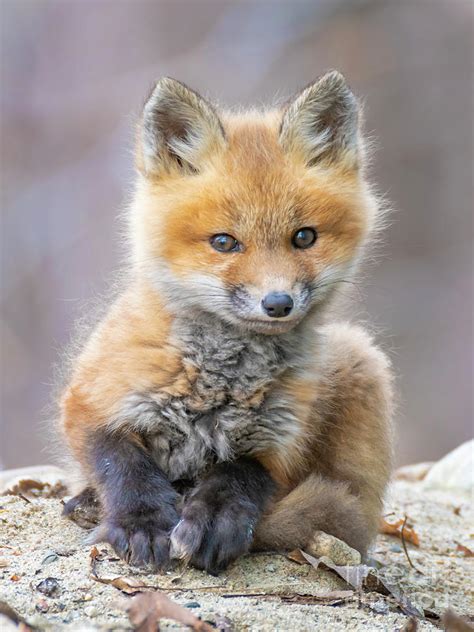 fox kit photograph by jim block fine art america