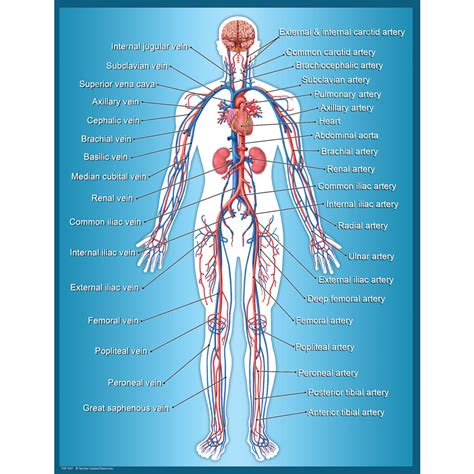 circulatory system chart tcr teacher created resources