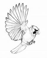 Cardinal Bird Drawing Flying Red Line Birds Drawings Tattoo Sketches Blue Sketch Flight Cardinals Wild Wallpaper Pencil Northern Reference Getdrawings sketch template