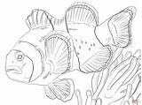 Anemonenfisch Ausmalbilder Clown Anemonefish sketch template