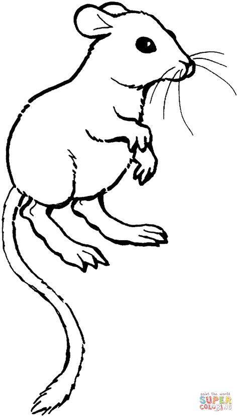 desenho de rato canguru  colorir desenhos  colorir  imprimir