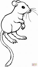 Kangaroo Rato Colorir Jerbo Rata Canguro Clipart Bigotes Ratas Desierto Canguru sketch template