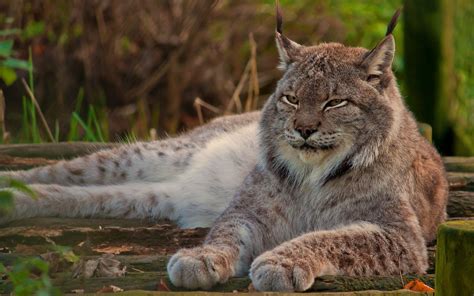 lynx hd wallpaper background image  id wallpaper abyss
