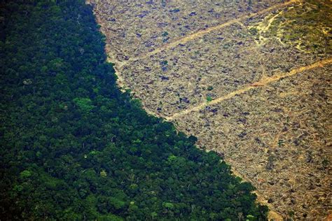 officially   worst  august  amazon deforestation