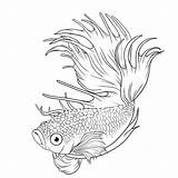 Betta Splendens Lineart sketch template