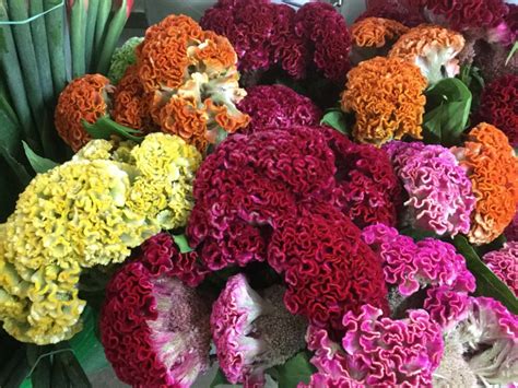 coxcomb stevens  son wholesale florist