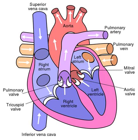 circulatory system   main parts    work owlcation