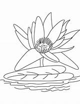 Coloriage Lilies Coloriages Bestcoloringpages sketch template