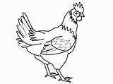 Chicken Coloring Pages Template Chickens Clipart Animals Animal Printable Print Templates Cartoon Stove Burning Wood Library Popular sketch template