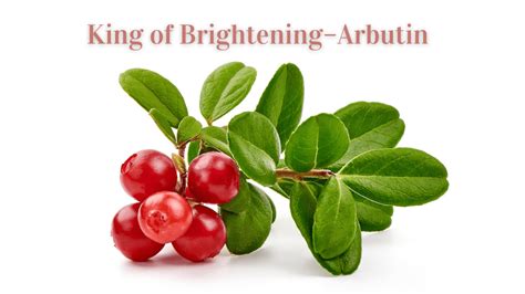 king  brightening arbutin herb bio herbal extract supplier