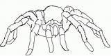 Spider Tarantula Kolorowanki Ragni Spiders Ragno Giant Disegno Dla Colorare Coloringhome Uteer Bestcoloringpagesforkids sketch template