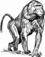 Ape Coloring Pages Baboon Animals sketch template