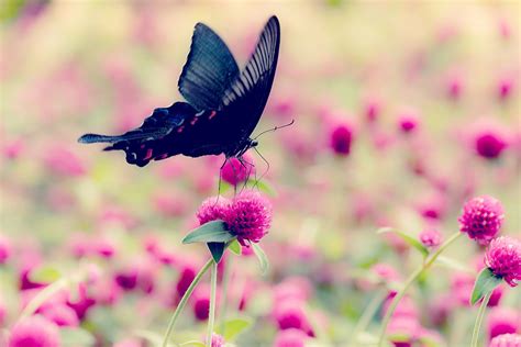 Understanding The Fear Of Butterflies And Moths