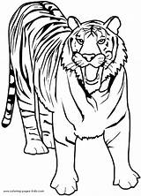 Tiger Coloring Pages Color Getcolorings Lion sketch template