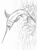 Zwaardvis Swordfish Kleurplaten sketch template