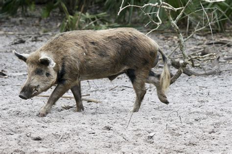floridas lucrative feral hog hunting industry