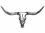 Skull Longhorn Bull Drawing Texas Head Tattoo Longhorns Cow Clipart Drawings Cattle Tattoos Steer Western Clip Wallpapers Skulls Flowers Taurus sketch template