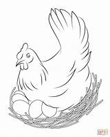 Chicken Coloring Pages Printable Bird Drawing Sheets Colouring Mandala Egg Supercoloring Adult sketch template
