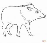 Peccary Coloring Pages Drawing Printable sketch template