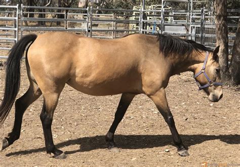 quarter horse mare   horses  sale  nsw jindera