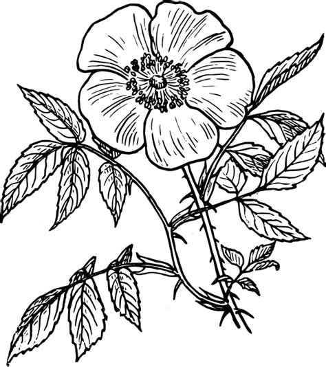 flowers  drawing   flowers  drawing png