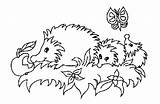 Igel Hedgehog Ausmalbild Egel Hedgehogs Kleurplaten Colorat Arici Dieren Herissons Papillon Pomme Erizo Perro Ausmalen Ricci Igelfamilie Aullando Animierte Bestcoloringpagesforkids sketch template