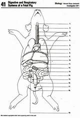 Pig Fetal Dissection Diagram System Biology Anatomy Circulatory Worksheets Position Labeled Online Lab Worksheet Pbworks Humanbiologylab Human Science Labeling Supplies sketch template