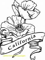 California Coloring State Poppy Pages Drawing Flower Symbols Mission Californian Symbol Tree Line Color Getdrawings Getcolorings Kids Printable Print sketch template