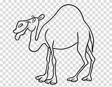 Dromedario Colorear Dromedary Disegno Bactrian Acolore Camellos Desenho Africano Utente Tamburo Tambor Registrato Non Hiclipart Dromedário Coloritou Sobres sketch template
