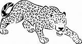 Gepard Felin Panthera Ausmalbild Ausmalen Cheetah Raskrasil Imprimé sketch template