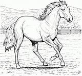 Horses Coloring Pages Printable Kids Everfreecoloring sketch template