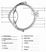 Eye Diagram Anatomy Quiz Worksheet Human Printable Worksheets Unlabeled Answers Parts Label Labeling Structure Physiology Dissection Eyeball Practice Body Eyes sketch template