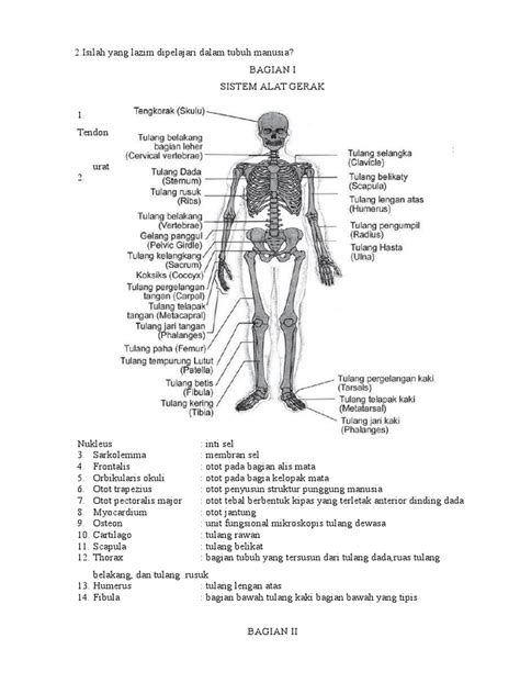 istilah terminologi anatomi fisiologi manusia